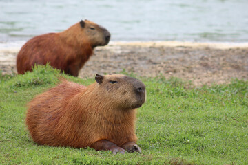 wo capybaras (Hydrochoerus hydrochaeris) lying on the green grass, with a river in the background.
