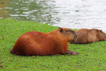 Two capybaras (Hydrochoerus hydrochaeris) lying on the green grass, with a lake in the background.