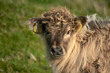 a young highland cattle calf looking at the camera with labels in its ears