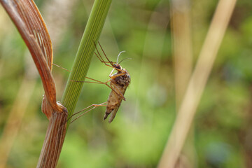 A mosquito on a blade of grass.