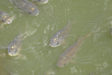 Viele Fische im Wasser schwimmend
