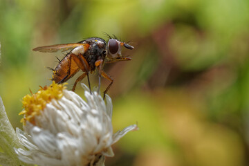 A fly on a white and yellow flower with pollen on its body.