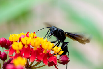 Macro d'un sphéx  du Québec sur une  jolie fleur rouge et jaune en plein jardin, capturant...