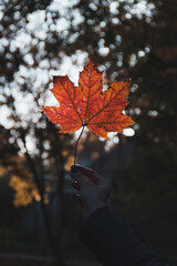 autumn leaves on the ground