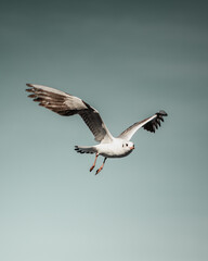 seagull in flight