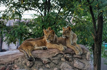 Photography of wild animal in zoo, lion