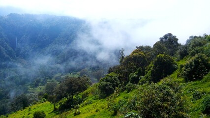 Obraz premium BOSQUE Y NIEBLA MEJORADA by Elias Salas