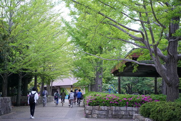 Fototapeta premium 放課後