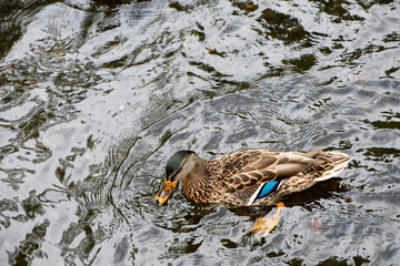 Magnifique canard du Québec au naturel