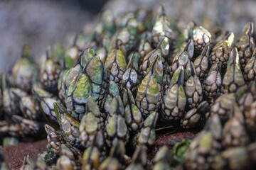 Barnacle in tide pool