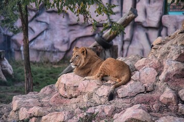 Photography of wild animal in zoo, lion