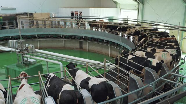 Milking cows process on dairy farm or factory with milking machine.
