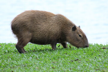 Young capybara cub (Hydrochoerus hydrochaeris) grazing on a lawn at the edge of a lake.