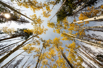 Looking Up at Yellow Aspen Trees In Colorado During Fall Autumn Season on Bright Sunny Day with Beautiful Blue Sky
