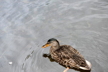 Fototapeta premium Magnifique canard du Québec au naturel