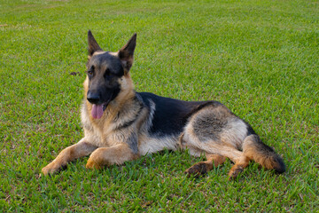 German Shepherd