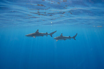 Blacktip Reef Sharks in Moorea, French Polynesia