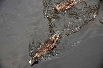 Magnifique canard du Québec au naturel
