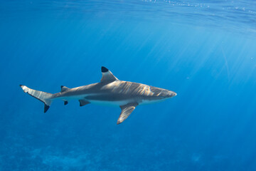 Fototapeta premium Blacktip Reef Shark in Moorea, French Polynesia