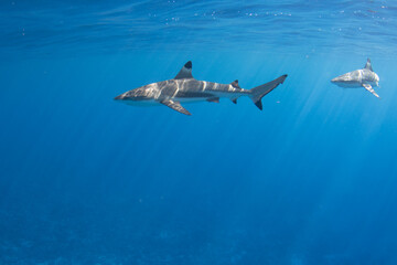 Fototapeta premium Blacktip Reef Sharks in Moorea, French Polynesia