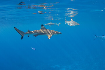 Naklejka premium Blacktip Reef Sharks in Moorea, French Polynesia