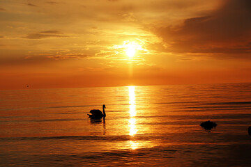 Naklejka na ściany i meble swan at the sunset on the beach