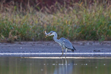 Grey Heron (Ardea cinerea) foraging and hunting fish in lake, Baden-Wuerttemberg, Germany