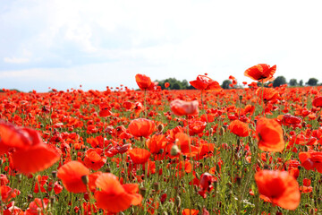 field of poppies