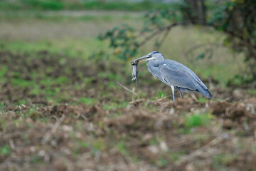 Grey Heron (Ardea cinerea) adult with preyed rat, Baden-Wuerttemberg, Germany