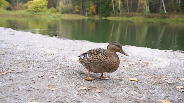 Wild duck near the lake