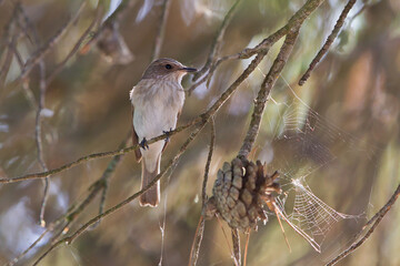 Spotted Flycatcher (Muscicapa striata), Baden-Wuerttemberg, Germany