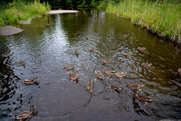 Magnifique canard du Québec au naturel