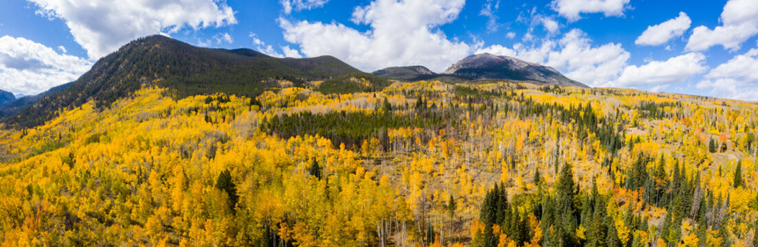 Aerial Drone Panorama of Yellow Aspen Trees In Colorado During Fall Autumn Season on Bright Sunny Day with Beautiful Blue Sky and Mountains in Park 