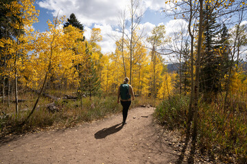 Active Woman Hiking on Trail Looking Up at Yellow Aspen Trees In Colorado During Fall Autumn Season on Bright Sunny Day with Beautiful Blue Sky