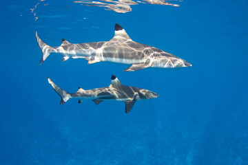 Blacktip Reef Sharks in Moorea, French Polynesia - obrazy, fototapety, plakaty