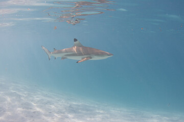 Fototapeta premium Blacktip Reef Shark in Moorea, French Polynesia