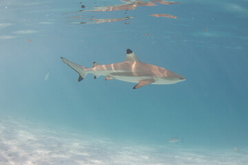 Blacktip Reef Shark in Moorea, French Polynesia © Peter Clark