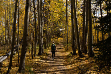 Active Woman Hiking on Trail Looking Up at Yellow Aspen Trees In Colorado During Fall Autumn Season on Bright Sunny Day with Beautiful Blue Sky