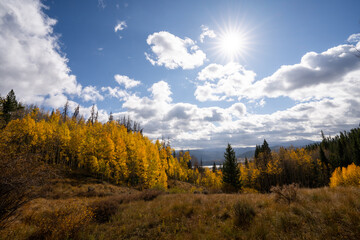 Yellow Aspen Trees In Colorado Forest During Fall Autumn Season on Bright Sunny Day with Beautiful Blue Sky and Mountains in Park 
