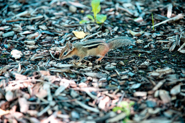 Suisse du Québec en liberté