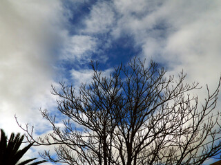 tree and clouds