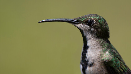 Retrato de colibrí 