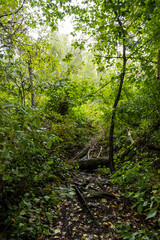 Obraz premium a hidden trail blocked by fallen tree trunk deep inside the forest leads to the open 