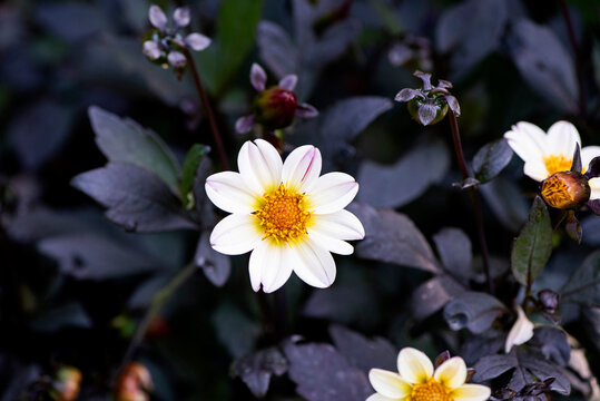 steraceae