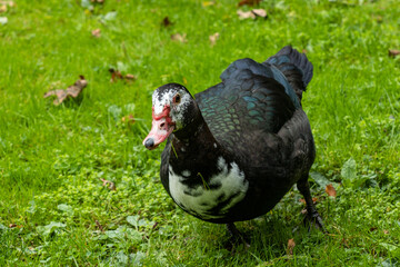one beautiful muscovy duck walking on green grass field in the park
