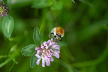 Biene im Anflug 