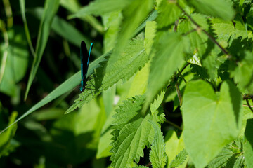 Blauflügel Prachtlibelle