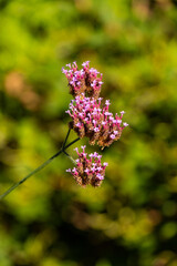 one branch full of beautiful pink vervain flowers blooming under the sun with green leaves in the background