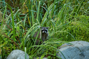 one cute young raccoon cautiously staring at you among tall green grasses near the pond in the park