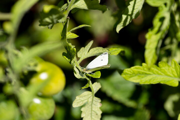 Papillon Piéride